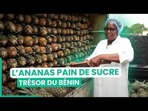 Benin's specialty: the secrets of organic pineapple | 750GTV