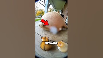 3 Creatures Engineered for Absolute Chaos (PART 2)💥🐦