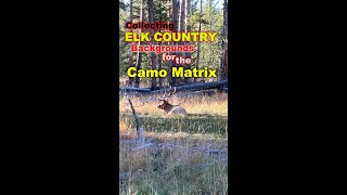 Out Collecting More Backgrounds For The Camo Matrix And An Elk Bugles At Me