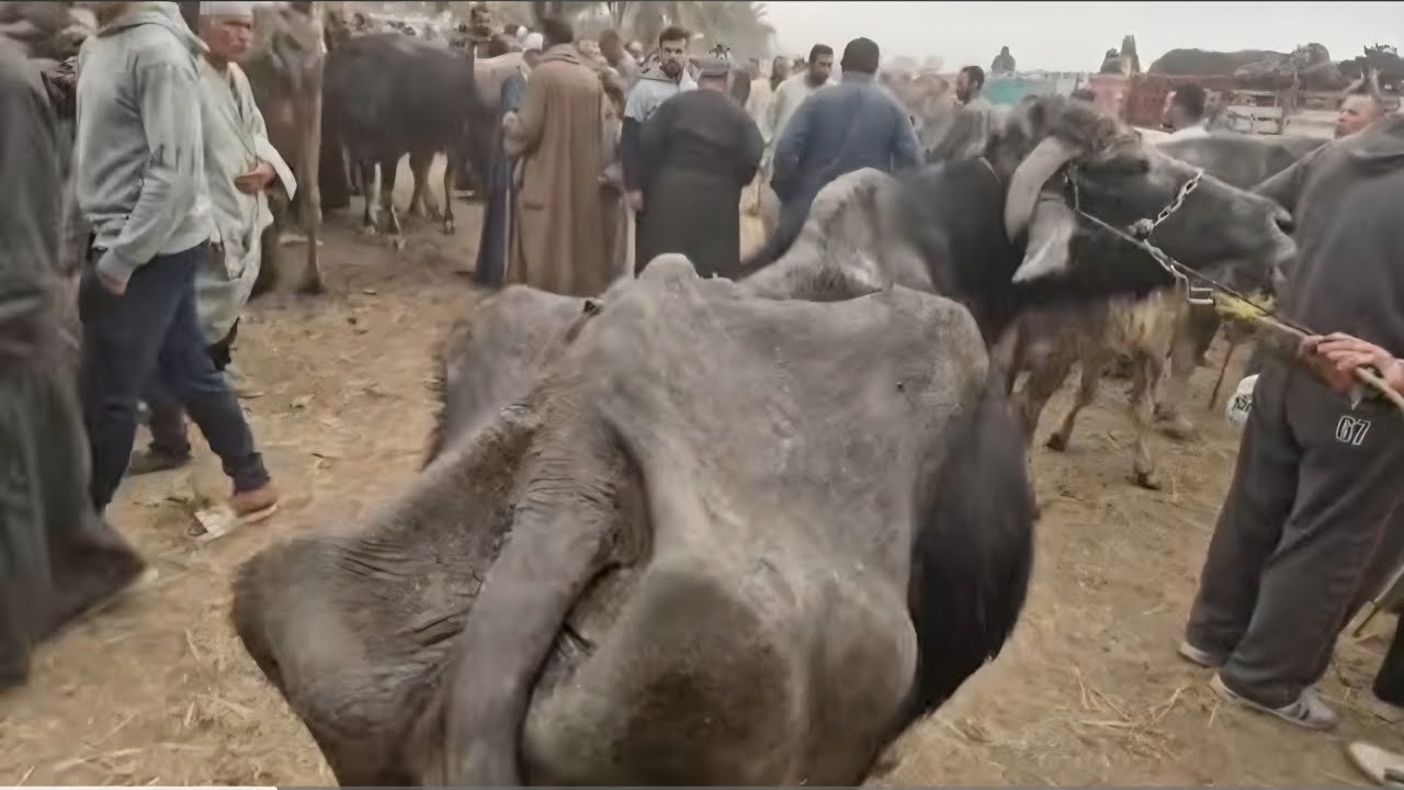 طالعه من الترب منه لله اللي وصل الجاموسه دي للحاله دي ورغم ذلك لسه بتحلب من تحت الجلد