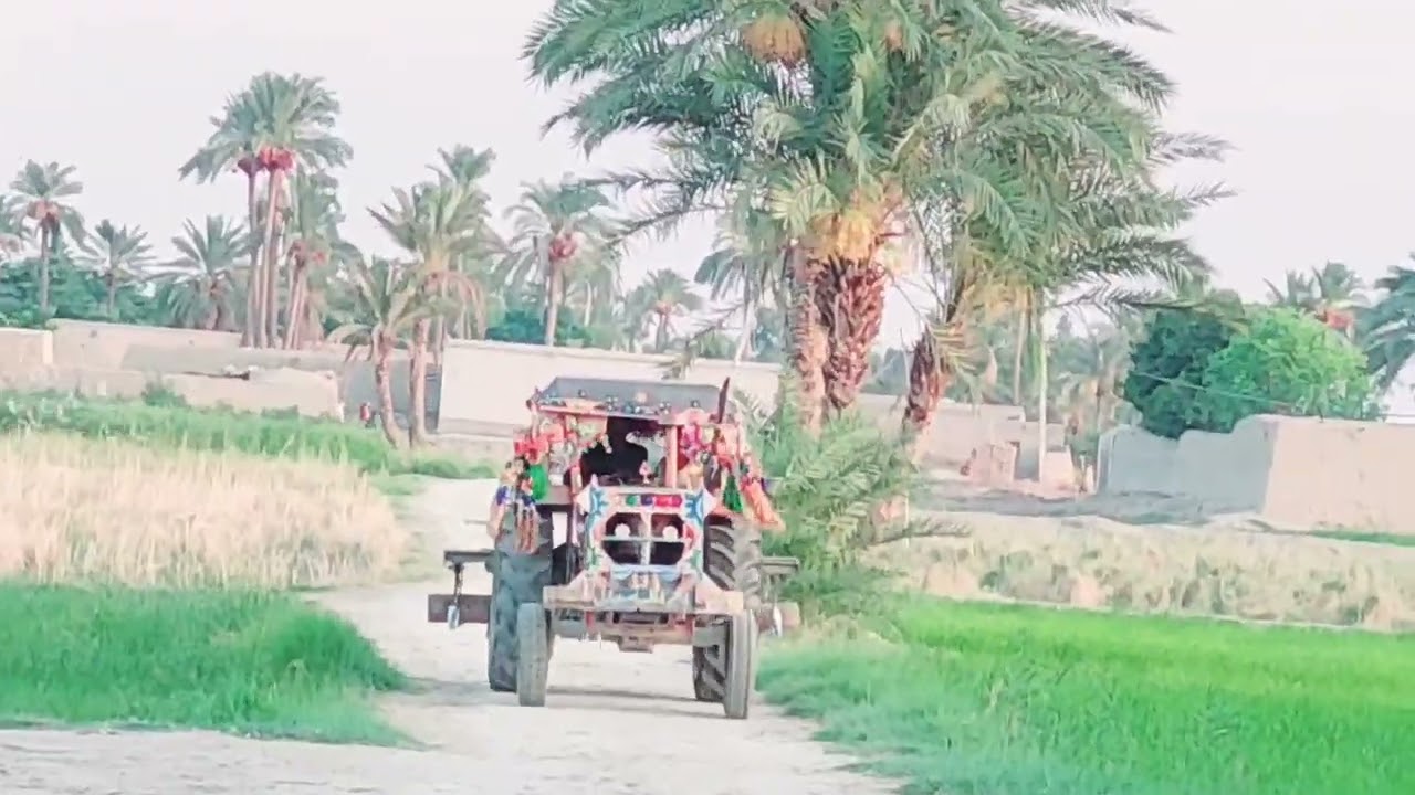 Beautiful View of my Village || Dera Ghazi Khan Village Life ||