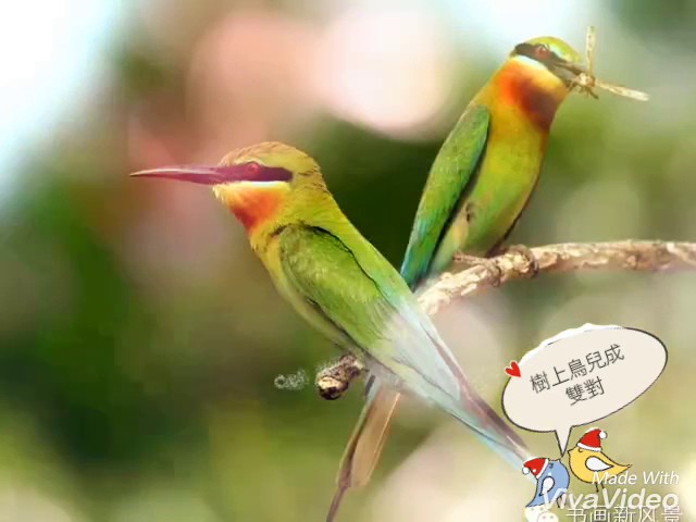 樹上鳥兒成雙對- YouTube 