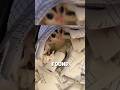 This man found a sugar glider in the trash can 🥺💕 #shorts