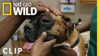 Treating a Dog With Multiple Wasp Stings | Critter Fixers