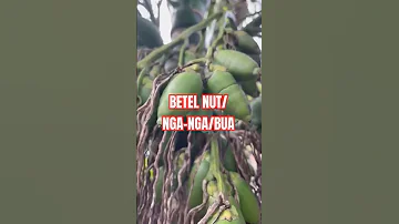 ANG DAMING BUNGA NG BETEL NUT NGA NGA BUA Betelnut Nganga Satisfying Shortsfeed Shorts Viral 