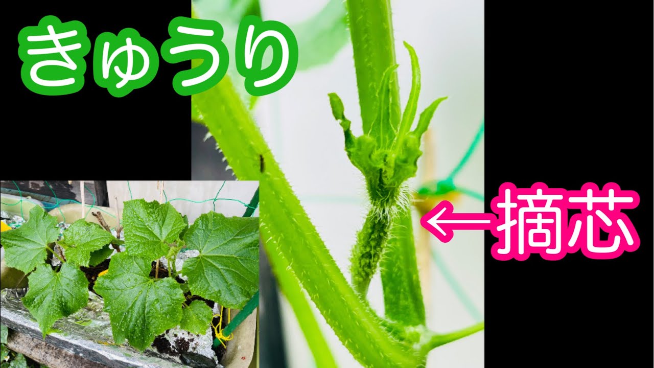 まがったキュウリ Agricultural Girls] Cucumber cultivation in a planter ♡ Growing