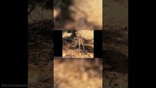 🎬 Craziest Animal Encounters of All Time