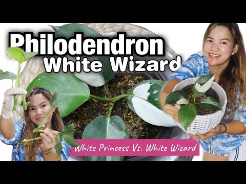 HOW TO PROPAGATE PHILODENDRON WHITE WIZARD ,AIR LAYERING | White wizard Vs.White Princess| Lovekye 8