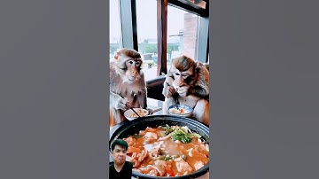 Khỉ k còn thích ăn chuối mà khỉ thích ăn lẩu #food  #animals #funny #trending #shorts #duet #comedy