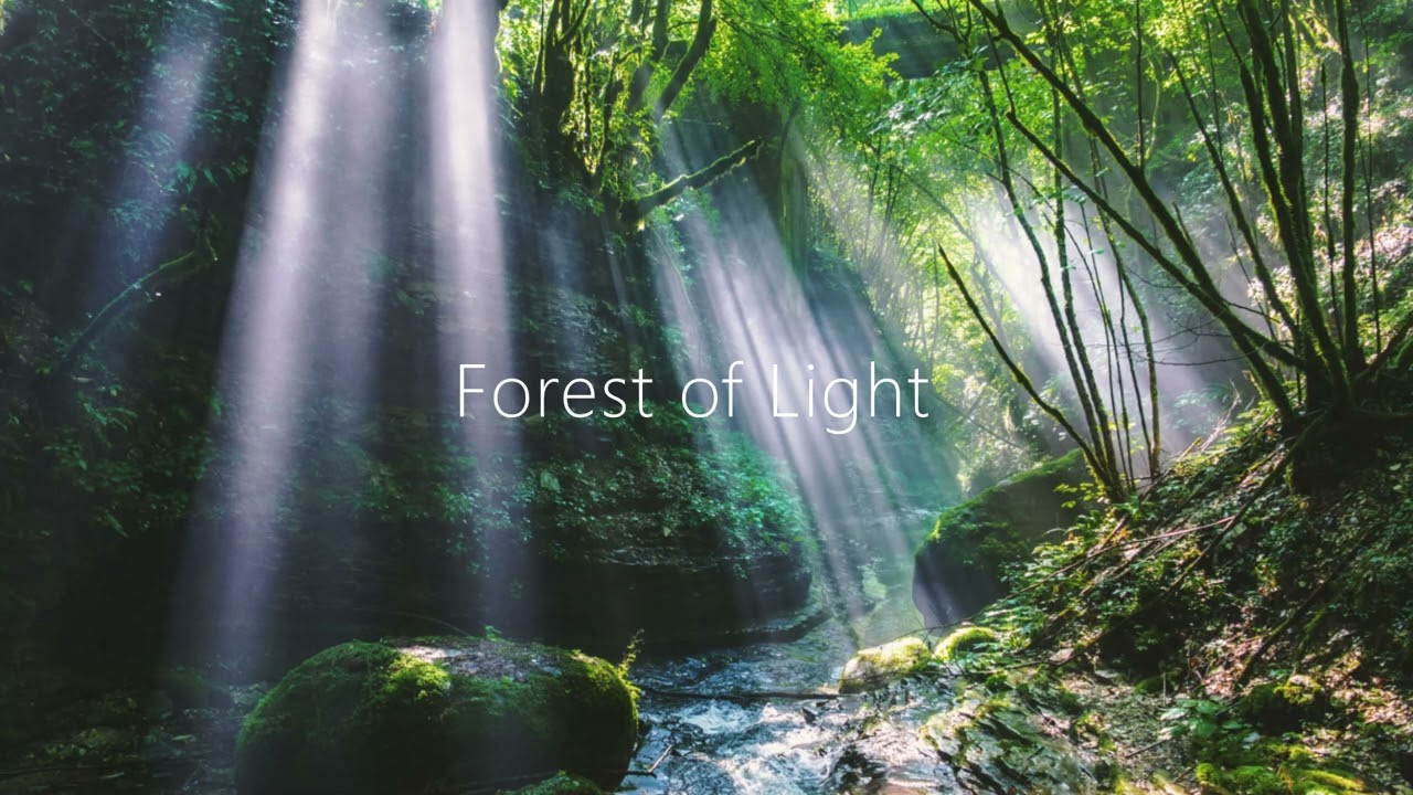 Forest of Light