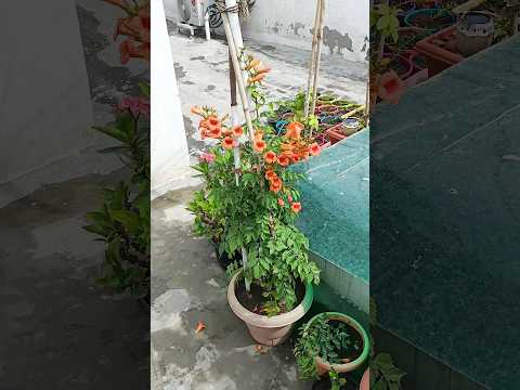 Video: Trumpet Vine Blooming - Wat te doen voor trompetstokken die niet bloeien