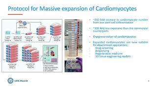 Massive expansion and biobanking of stem cell derived cardiomyocytes | UMC Utrecht