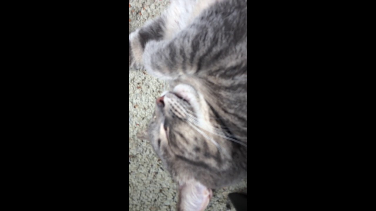 camera iphone 8 plus apk Sleeping kitty cat