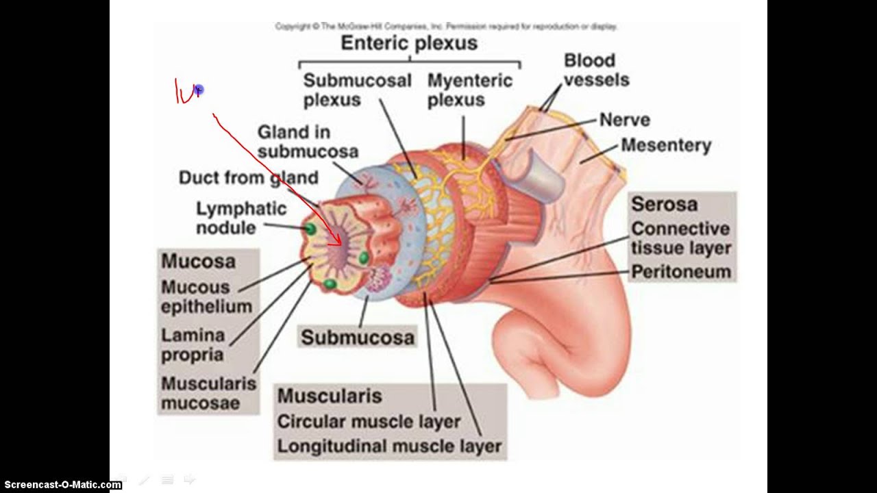 online Surgical Pathology of