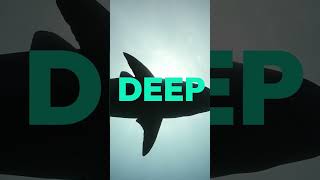 SHARKS! All Month Long