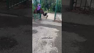 Собака Которая Не Смогла Пробежать в Дверь 😱🔥