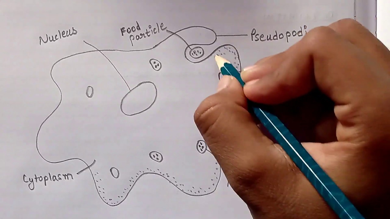 Simplest Way Of Drawing Amoeba  How To Draw Amoeba In Easy Way