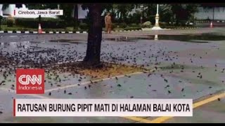 Ratusan Burung Pipit Mati di Halaman Balai Kota
