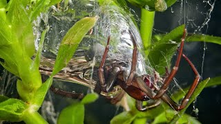 Паук серебрянка - водяной паук