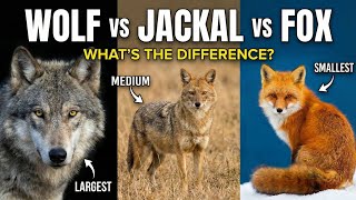 Wolf vs. Jackal vs. Fox: What’s the Real Difference? लोमड़ी, सियार और भेड़िया कैसे पहचाने? 
