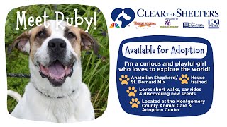 Clear the Shelters | Ruby