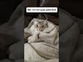 She has a problem.. #foryou #fyp #viral #cat #relatable #reels #cutecat #funnycat #kitten #kitty