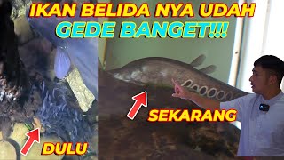 TADINYA SEKECIL KUKU SEKARANG UDAH GEDE BANGET ❗ IKAN BELIDA