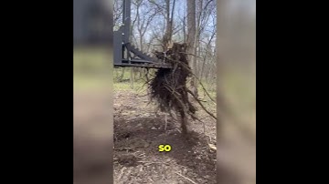 Just Another Day At The Office! Uprooting Tree Roots: A Mechanical Intro in the Wild