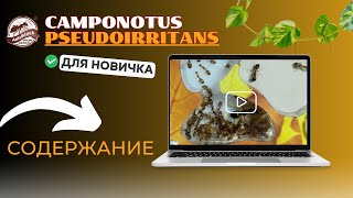 Содержание Camponotus Pseudoirritans #муравьи #муравьинаяферма #Antsminsk