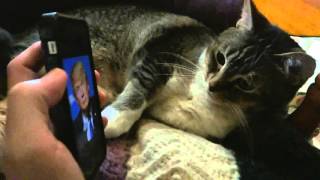 Cat HATES U.S. President Donald Trump