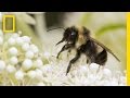Saving Bumblebees Became This Photographer's Mission | Short Film Showcase