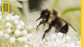 Saving Bumblebees Became This Photographer's Mission | Short Film Showcase