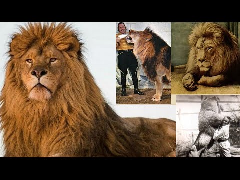 Interesting Facts and Information About Barbary Lion