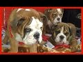 СУПЕР ЩЕНКИ Английского Бульдога. Super puppies English bulldog. सुपर पिल्लों अंग्रेजी बुलडॉग।