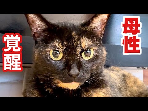 ねこまるけ / Full of cats - YouTube