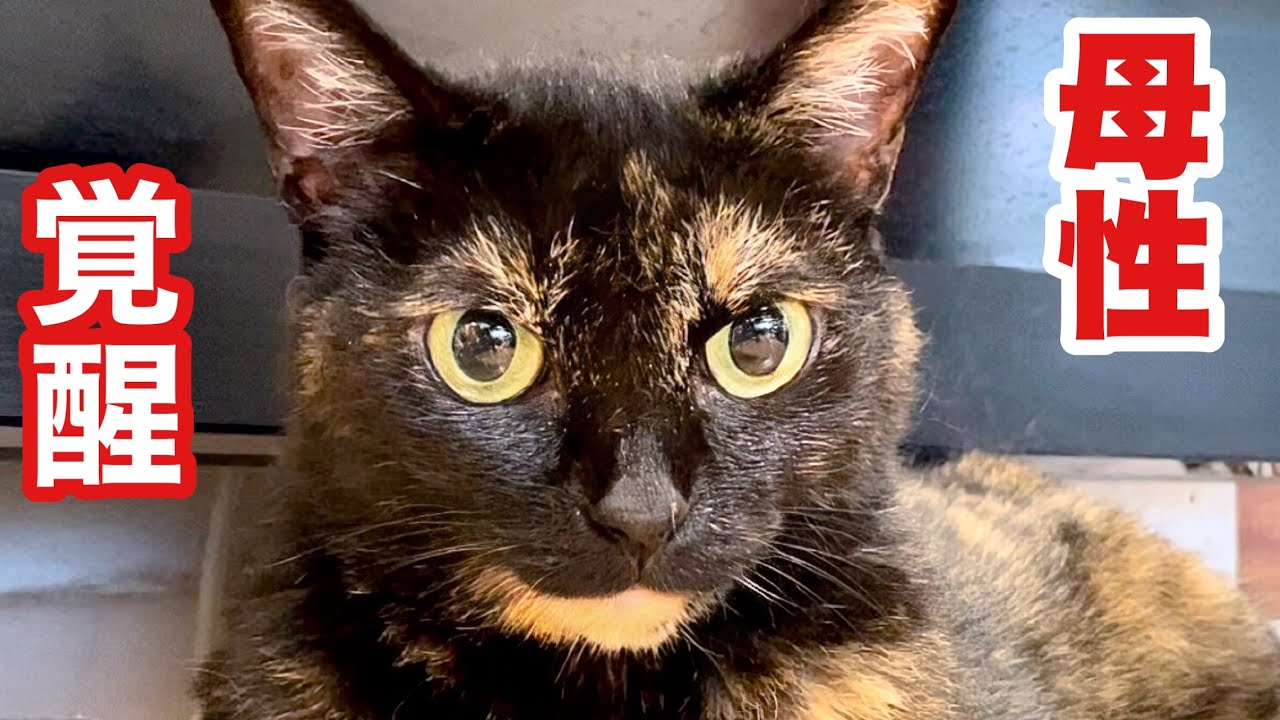 【感動】ふだん怖い姐さん猫､暴れ子猫にまさかの母性発動‼︎