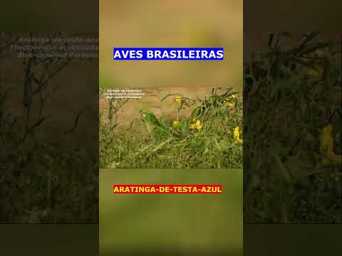 Aves Brasileiras - ARATINGA-DE-TESTA-AZUL - Blue-crowned Parakeet #birds #shorts