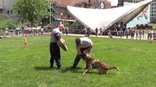 Akron Police - 3rd Annual K9 Challenge - Zane