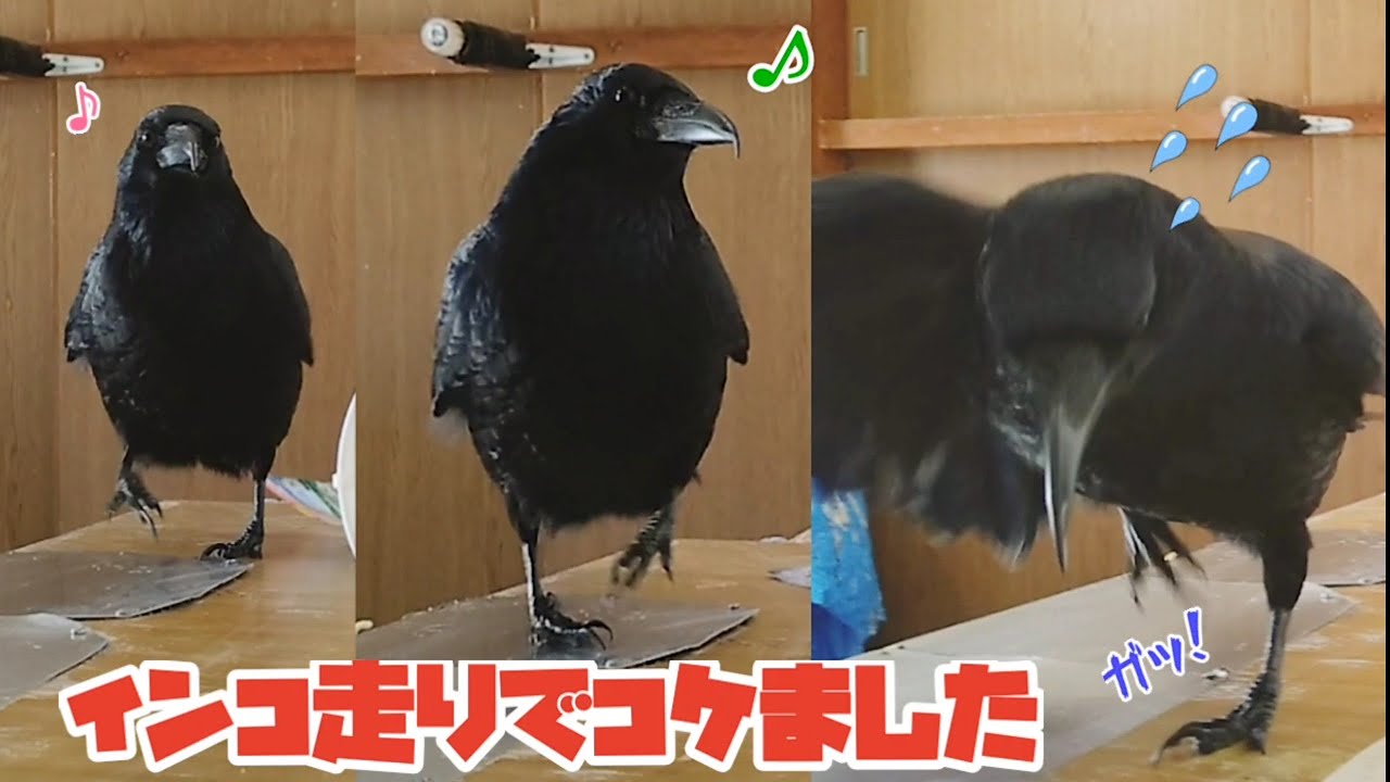 走ってコケる インコ走りしてコケるカラスです 寝猫 謎姐御 アホ犬 08 カラス 四つ足トリオ Youtube