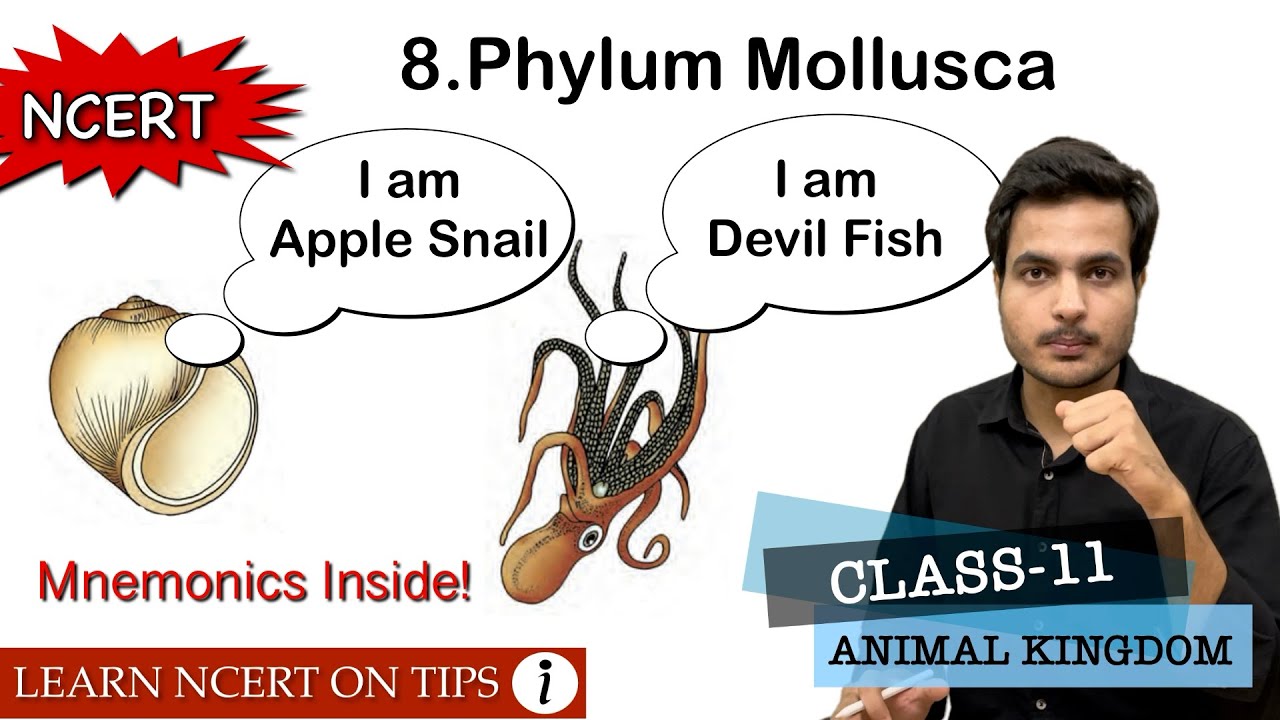 Phylum Mollusca | Animal Kingdom | Class-11 Bio NCERT On Tips ...