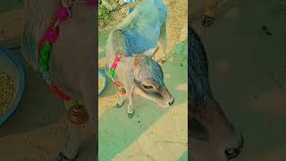 #buffalo and cow and small childs#