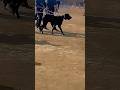 Dog Market #dog #pet #kutta #dogmarket #bullykutta #pakistanibully #dogshorts #shorts #viral #new