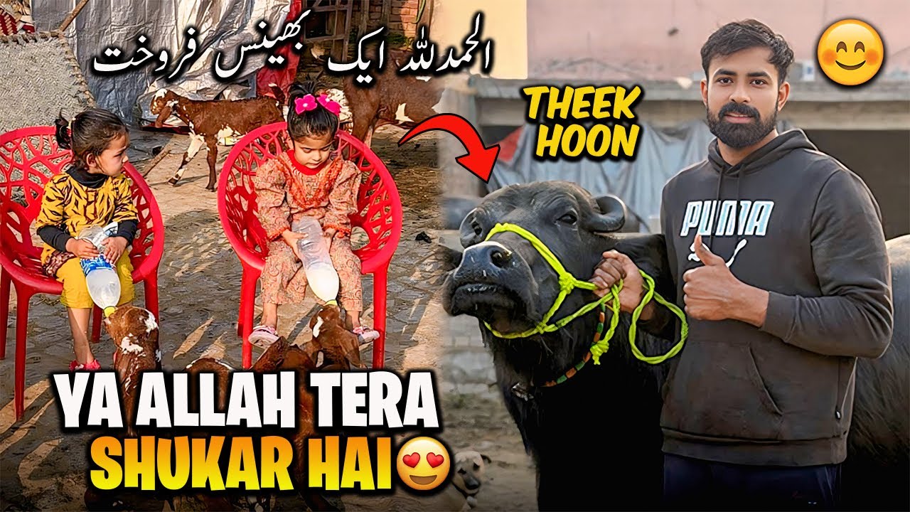 Bachon k Sath Enjoy Kiya 😍 Waqar ab Theek Hai | الحمدللہ آج ایک بھینس فروخت کر دی