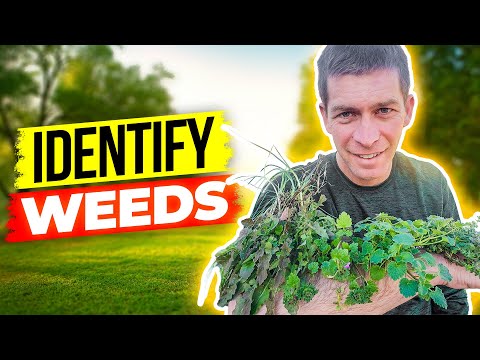 Video: Hairy Bittercress Weed - Apa Itu Hairy Bittercress Dan Cara Mengendalikannya