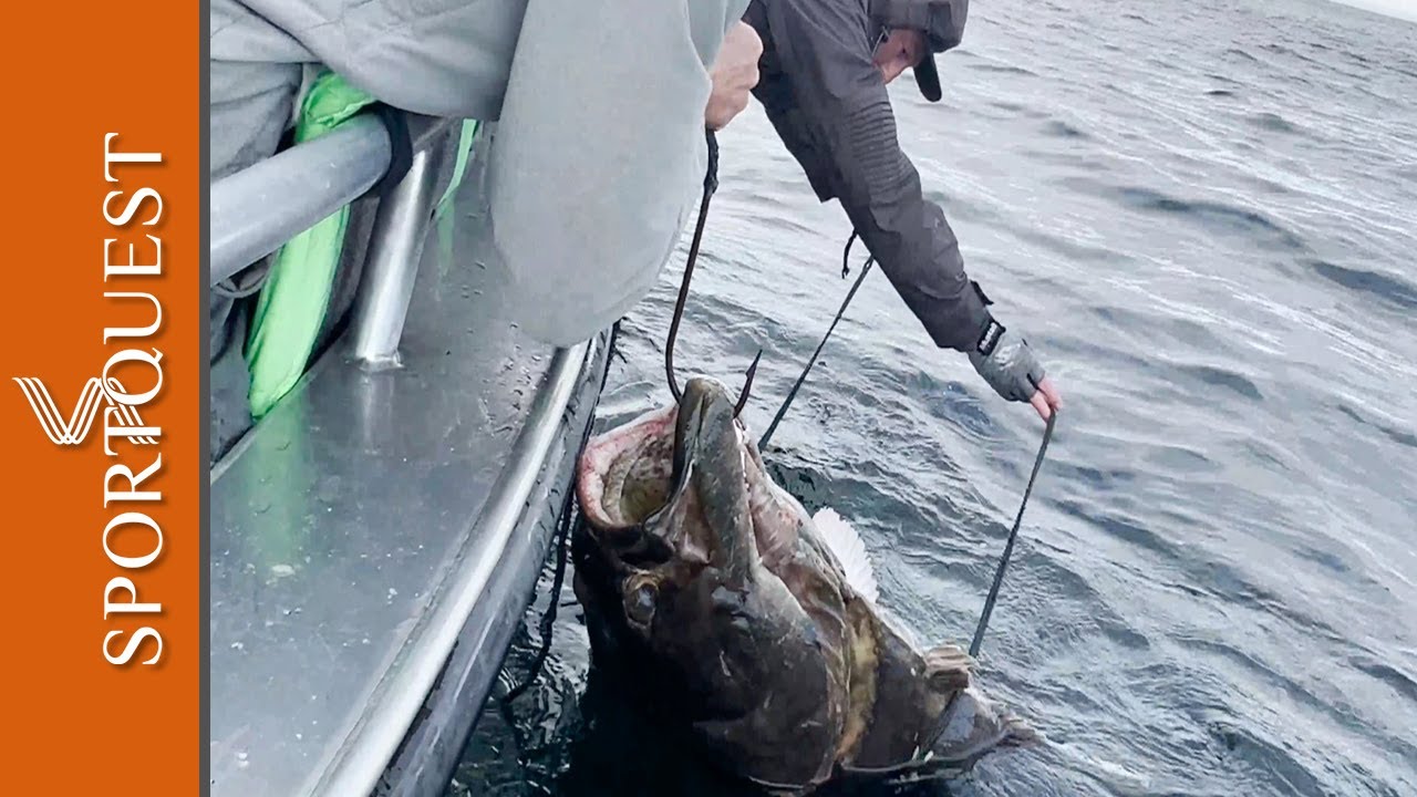 Fishing For Huge Halibut at Havoysund, Northern Norway YouTube