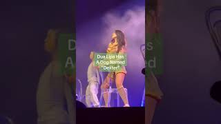 Dua Lipas Dog Is Named Dexter