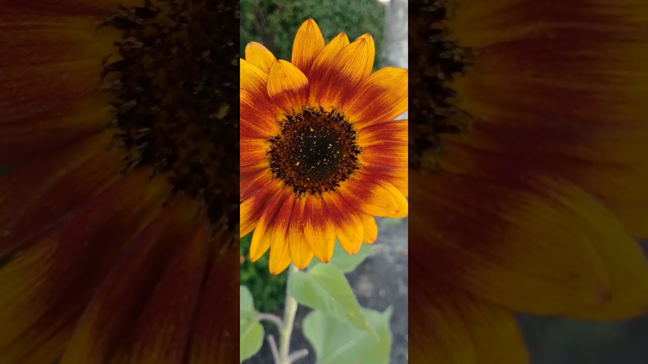 ASMR Autumn Beauty SUNFLOWER 🌻