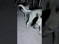 Training base between dog activities# 32