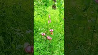 #мудрыемысли #мудрыеслова #nature #мудрыесоветы #погода #природа #природныепейзажи #flowers