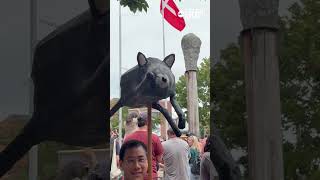 Jimothy art contest honors one amazing raccoon!